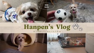 【犬動画】はじめまして🐕#犬 #犬のいる暮らし #犬動画 #チワワ #トイプードル #vlog #dog #youtube #ルーティン 