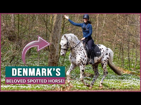 , title : 'Equestrian Rides the Knabstrupper Horse in Denmark!'