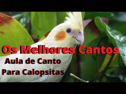 Melhores Cantos Para Ensinar Calopsita   Deixe Sua Calopsita Cantando Muito