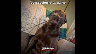 Cachorros VS galhos