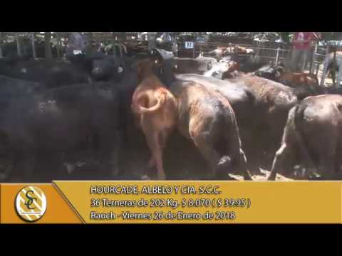 26-01-18 Venta de Hembra - Hourcade, Albelo y Cia. S.C.C. - Rauch