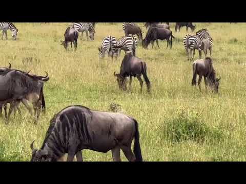 Tanzania Safari Highlights