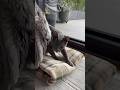 A cat make biscuits on her favourite blanket