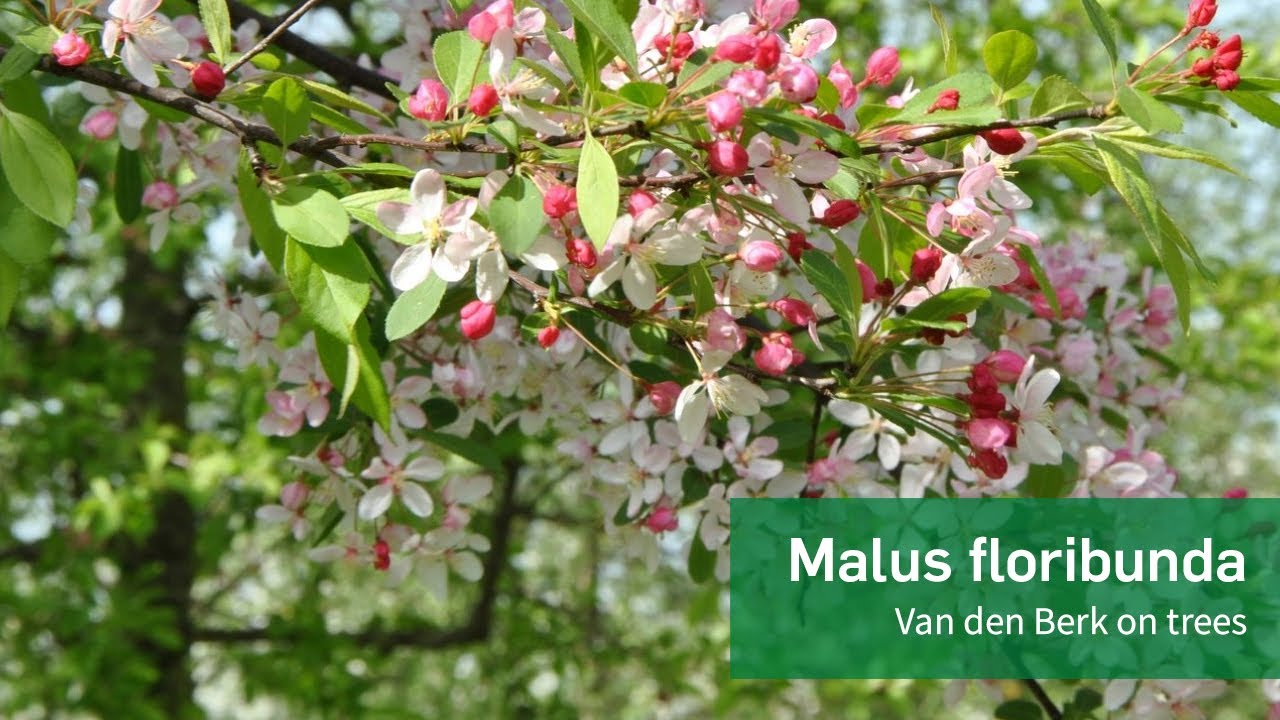 Malus Floribunda | Malus Floribunda - Van Den Berk Nurseries