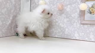 ポメラニアンの動画01