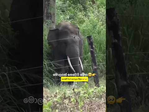 මේ එනවා කුමාරියේ🥹👉කරන්ට් වැට ඹිදගෙන😎😁#funnyshorts #ytshorts #ytshortsindia #elephant