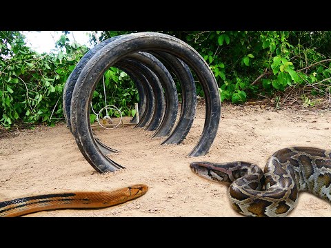 100% Working Easy Snake Trap Technology _ Creative DIY Snake Trap By Using Unused Tires & Lizards