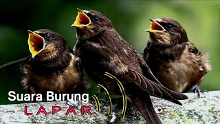 Download lagu Suara Anak Burung Emprit Lapar mp3