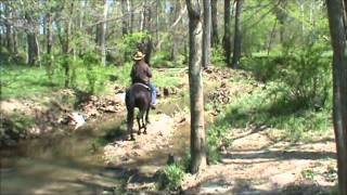 FOR SALE: Fawna - Tennessee Walker Mare