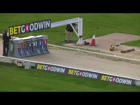 Signet Otis   BGBF GREYHOUND STUD BOOK TROPHY   HEAT 3