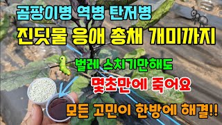 (댓글이벤트)진딧물 응애 총채 개미 역병 탄저병까지 병해충 한번에 해결하는 방법 #벌레퇴치 #병해충방제 #진…