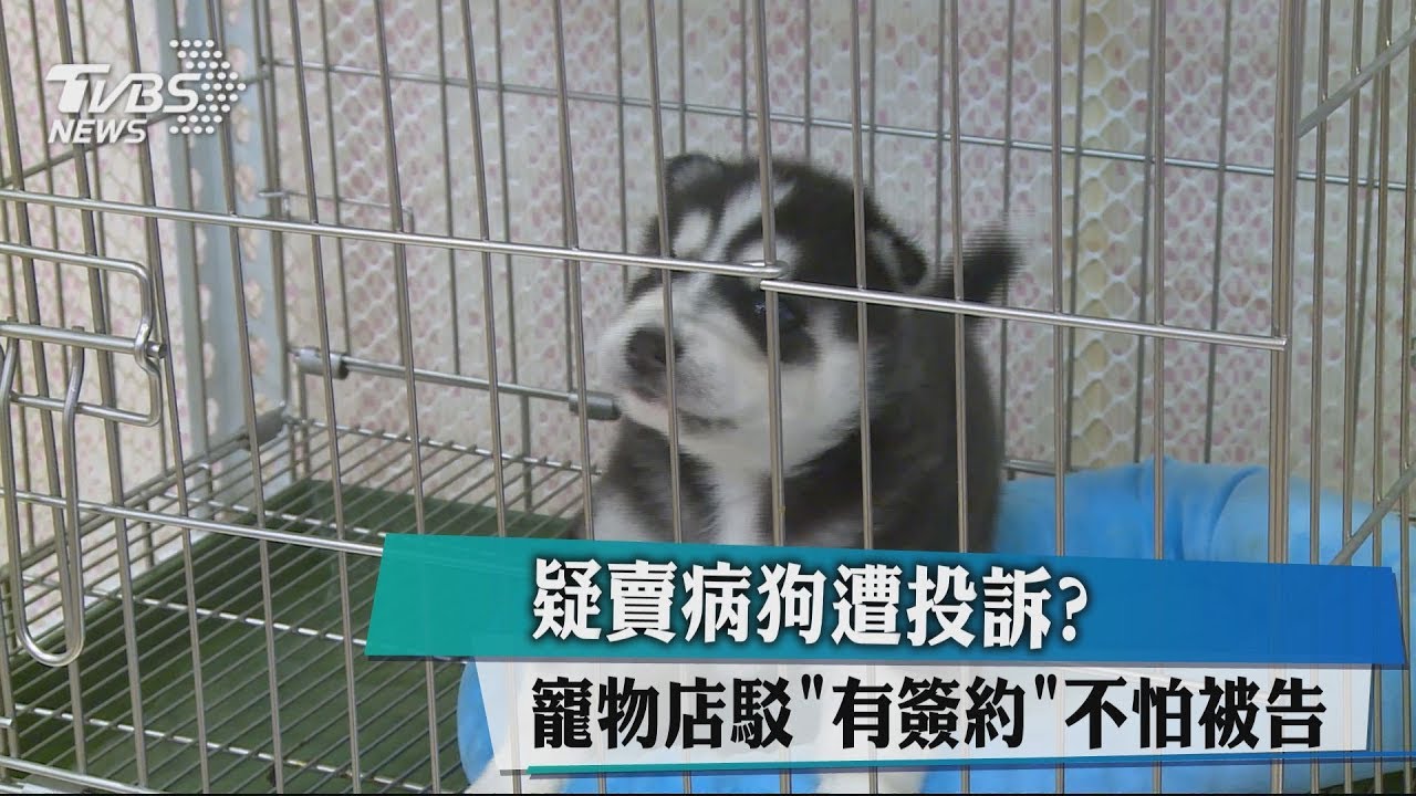 疑賣病狗遭投訴? 寵物店駁「有簽約」不怕被告