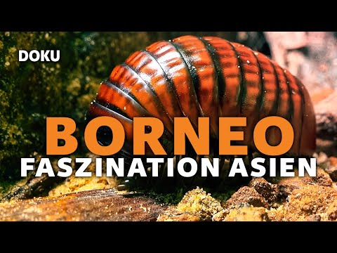 Borneo – Faszination Asien (Faszinierende NATUR DOKU in voller Länge auf Englisch, Regenwald, Höhle)