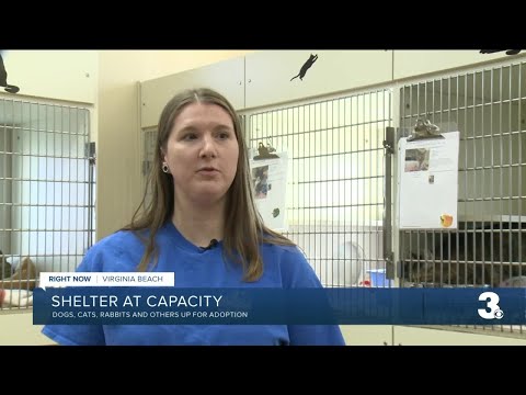 Virginia Beach Animal Care and Adoption Center is full
