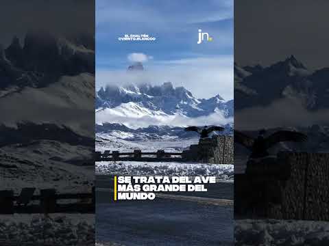 Un cóndor andino con el Fitz Roy de fondo 🫶🏽
