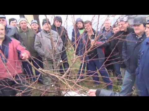 Rezanje voća, Donji Klakar, Brod 2013