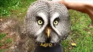 Download lagu Matahari terbenam burung hantu   the  Owl , lagu anak populer mp3