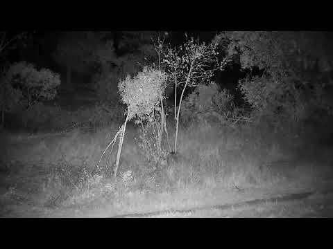 Djuma: Grey Duiker male - 01:18 - 07/28/21