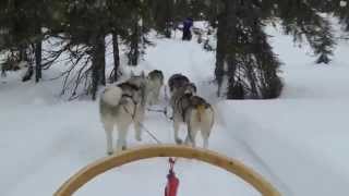 preview picture of video 'Husky Safari Trough Wonderful Lapland - Finland (20-2-2015)'