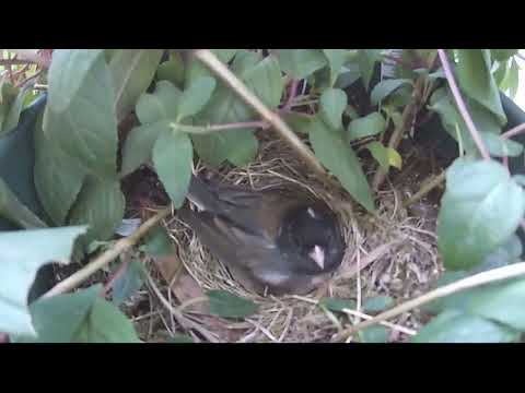 The Nesting Habits of the Dark Eyed Junco