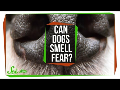 YouTube video about: Can dogs smell human pheromones?