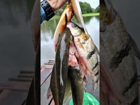 Muy buena pesca hoy, masa de chontaduro, Anzuelo y caña, Leticia Amazonas Colombia