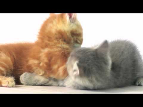 Zoya: Office Cat Fight