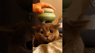 Funniest cats and dogs the last one 😂😂 FUNNIEST Pets Ever Caught on Camera!