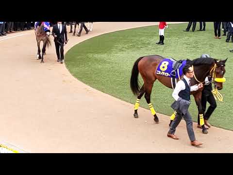 The 18 contenders for the GI 2019 Japanese 2,000 Guineas, Satsuki Sho in the parade ring