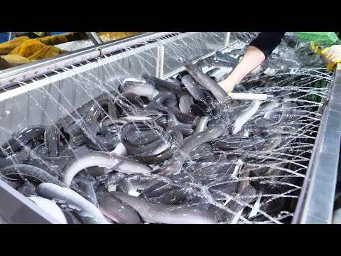 The whole Process of an Amazing Eel farm | Korean food