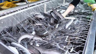 장어 양식장이 궁금해?! 출하량만 35톤 ! 선별부터 출하까지 | The whole Process of an Amazing Eel farm | Korean food