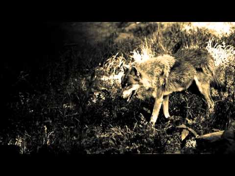 Catuvolcus - Elaver II