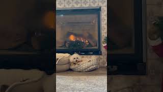Video preview image #1 Bichon Frise Puppy For Sale in Erie, MI, USA