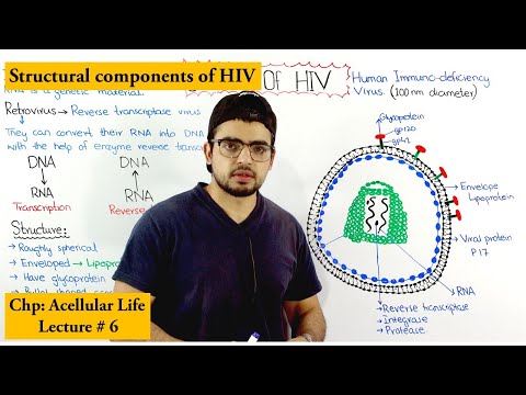 Structure of HIV | Human immunodeficiency virus |