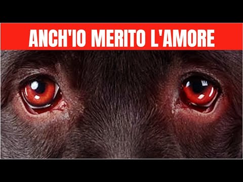 14 Modi per Dire al Tuo Cane “Ti Voglio Bene”