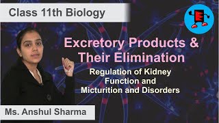 CBSE Class 11 Biology Excretory Product and their Elimination Regulation of Kidney Funct |Extraminds
