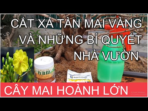🔴 QBS2114 - Cách cắt xả tàn mai vàng sau tết, những bí quyết kỹ thuật chăm mai của nhà vườn, Bonsai