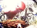 A Bugs Life 2007 DVD