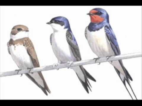 Füstifecskék - Megamix (Náksi Vs. Brunner Remix)