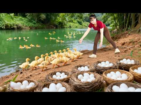 Harvesting Duck Eggs from the Nest -- Selling to Local Villagers to Make Salted Egg Shrimp