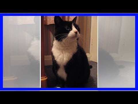 download lagu mp3 mp4 Black And White Cat Names, download lagu Black And White Cat Names gratis, unduh video klip Black And White Cat Names