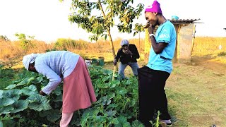 Download lagu MAKUNA KUNA NA AMBUYA | BEST ZIM COMEDY mp3
