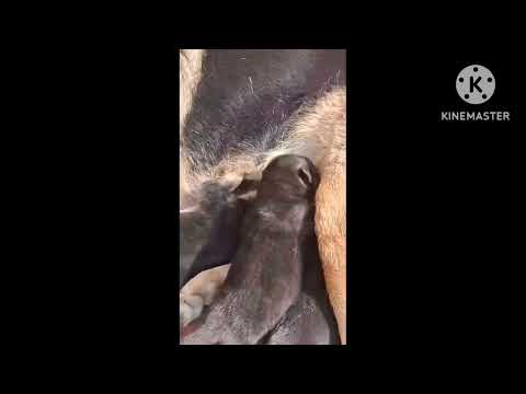 jarman sharfd. puppy for sale #doglover for contact number 8437110710#dogs