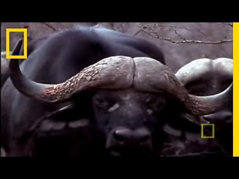 Black Mamba vs. Animal Kingdom | National Geographic