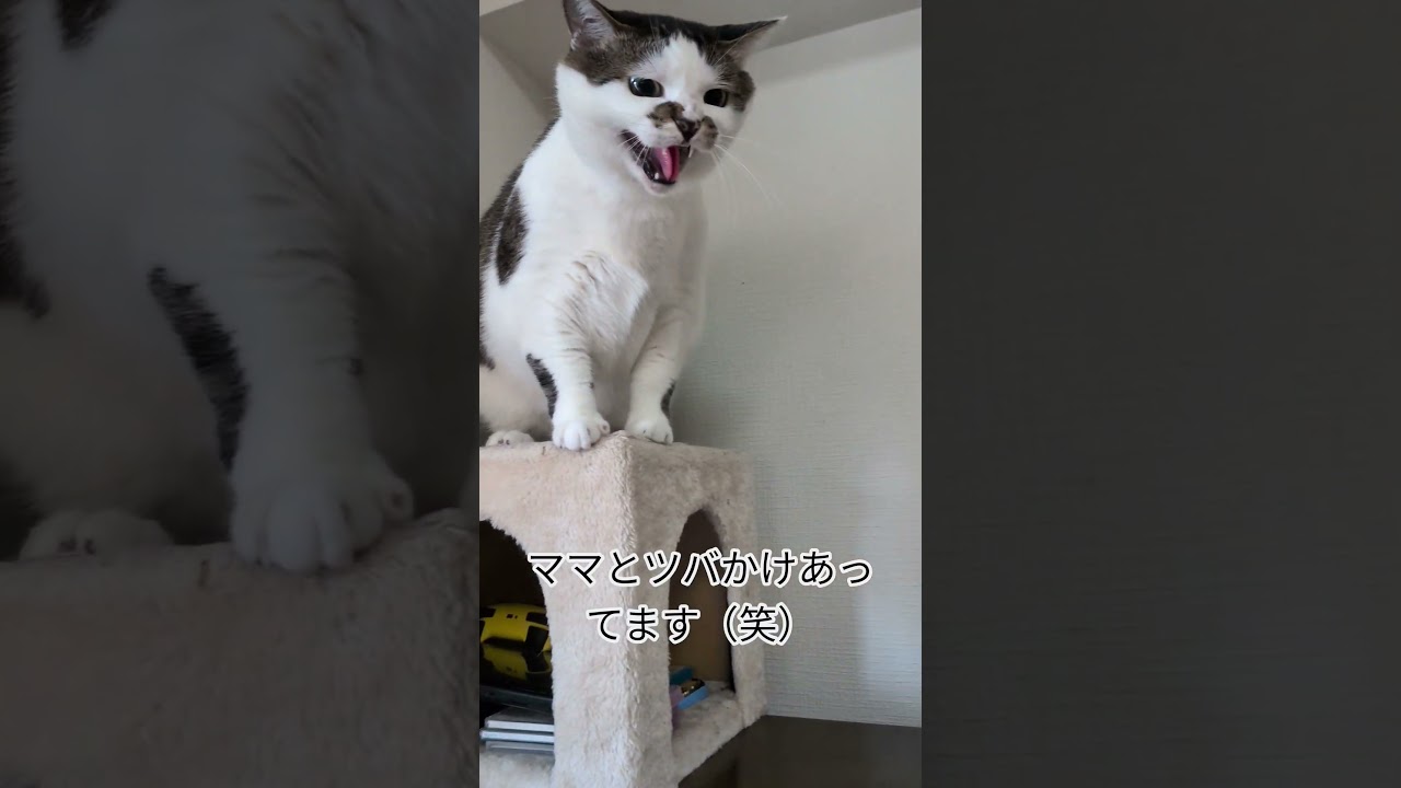 #さくらタン #かわいい #😽💦😙💦 #www(^^ゞ #cat