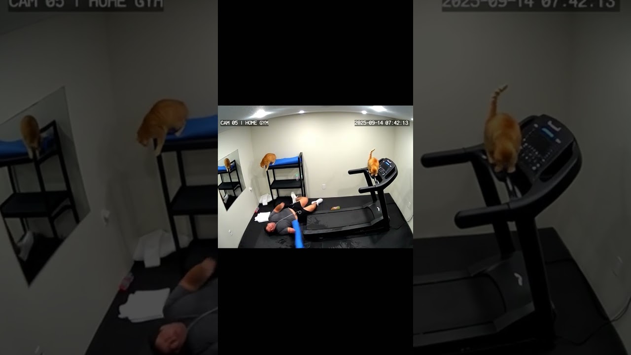My Cat Jumped on the Treadmill Controls While I Was Running 🐱🏃💨