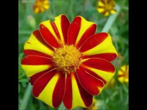 Лична си лична Македонијо