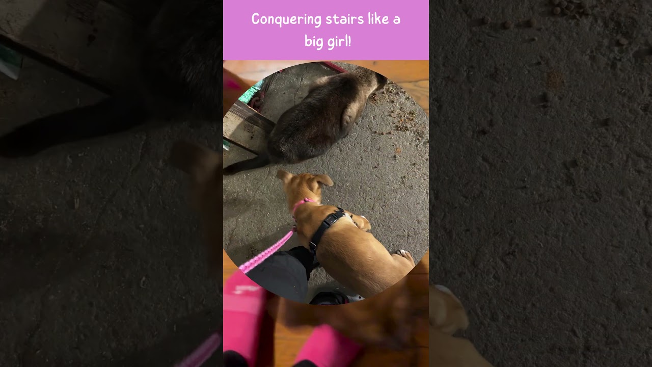 Enlarge Sage, a ADOPTABLE mixed breed in Accident, MD video 2/6