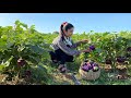 Harvesting Round Purple Eggplants For Cooking Stuffed Round Eggplants With Shrimps