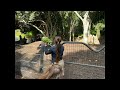 Attempted Okapi Feeding San Diego Zoo January 2022